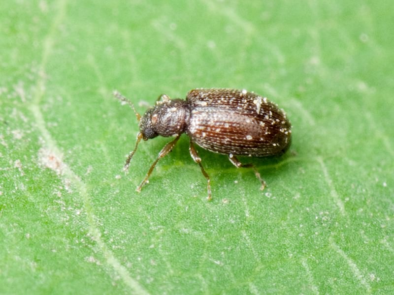 Cortinicara gibbosa (Herbst, 1793)